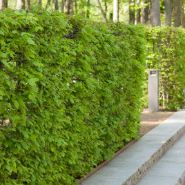 Häckplantor <br> och färdig häck