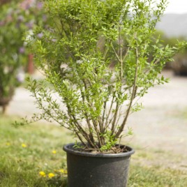Krukodlade <br> plantor